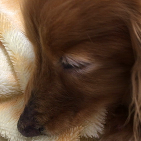 12歳6ヶ月なのに・・・の画像