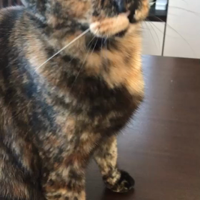 クマちゃんお誕生日！の画像