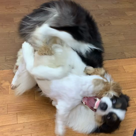 クレア君VSハル君　お遊びの画像