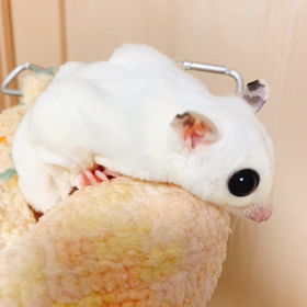 まいぶーむ！の画像