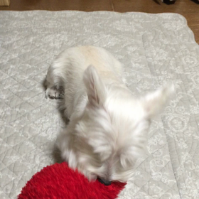 ハートとクレア。の画像