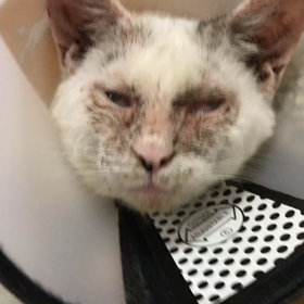 多頭飼育から保護したおむぅのその後の画像