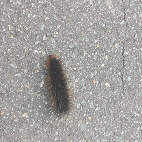 毛虫…速っ！！Σ（・□・；）の画像