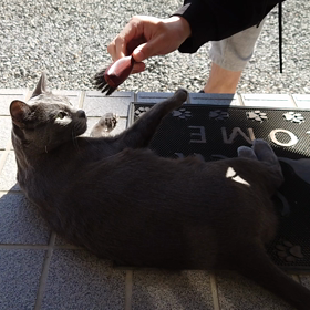 倒れそうだったの画像