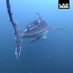 脳が喜んだ（╹◡╹）♡の画像