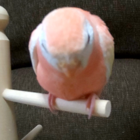 めしめしめし～っの画像