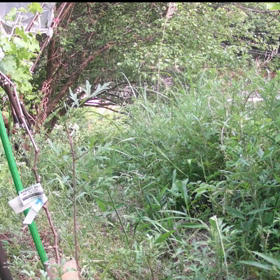 すぎぴたんの事件簿シーズン3　259話（親スズメの仕事）の画像