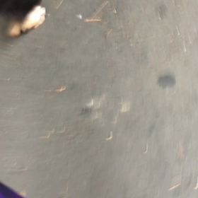 小太郎、お祭りの中を歩くの画像