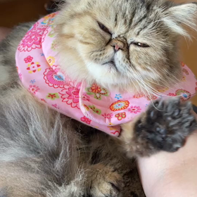 エキゾチック里親募集中！の画像