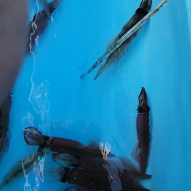 泳がせ１名で０でした。ヤリイカのエサは船長１５尾の画像