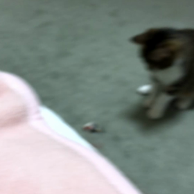 仕事復帰する気なのか？　マリーちゃんと遊ぶと危ない！の画像