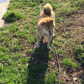 おばかさんの画像