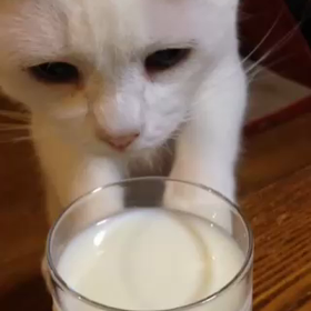 牛乳を飲もうとする てんちゃんの画像