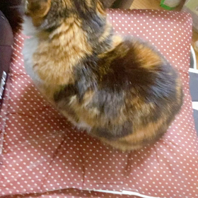 黒柳徹子じゃない方 こももの部屋？の画像