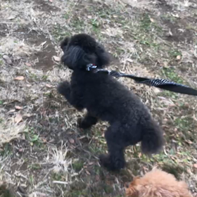 ♪お散歩動画♪代々木公園♪①の画像