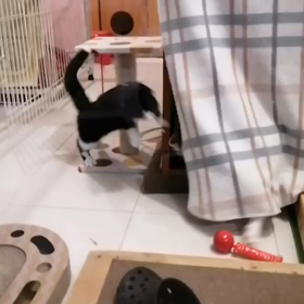 新しい玩具　～猫軍～の画像