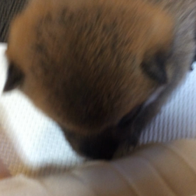 子犬たちの様子の画像