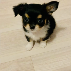 わんこ休憩の画像