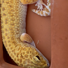 いやー！の画像