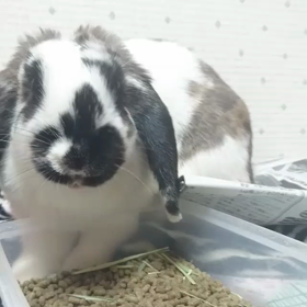 ママウサギの画像