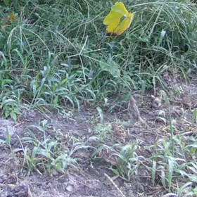 すぎぴたんの事件簿シーズン3　44話（ここにも、すずめ！すずめ！すずめ！）の画像