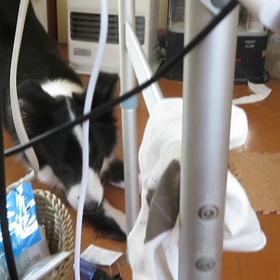 何でも遊ぶの画像