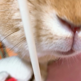 大好きなバナナの匂いの画像