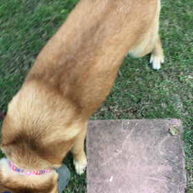 じゃれ子ちゃんの画像