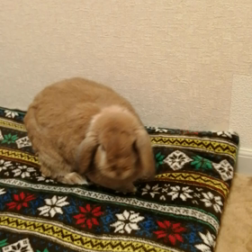 気に入ったようで…（笑）の画像