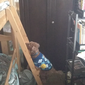 今日の勝っちやんの画像