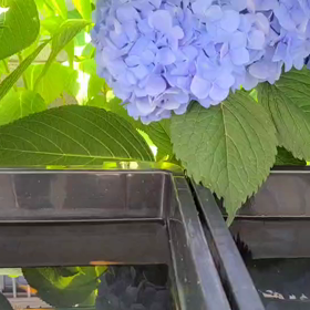 紫陽花とメダカの画像