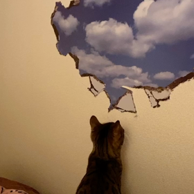 だまされた猫は、だまされたことに気付いた模様。の画像