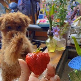 うちの小熊の画像