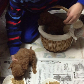 お手伝いの画像