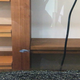 メダカ紹介その５～ブラックダイヤ～の画像