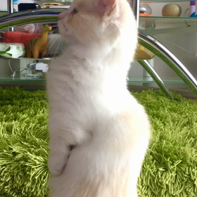 直立不動！の画像