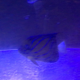 状態抜群のワヌケヤッコ   ¥12000の画像