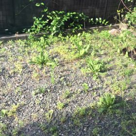 野良猫さんを保護しよう①の画像