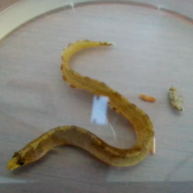 あなたはだあれ？の画像