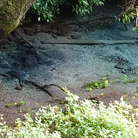 湧き水の動画の画像