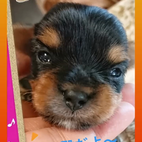 お殿様⁉️の画像