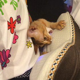 猫を飼い始めてもうすぐ四ヶ月の画像