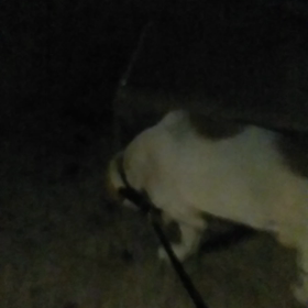 ジャッさんとの日々369の画像