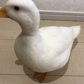 コールダック変声期 ゆずちゃんの画像