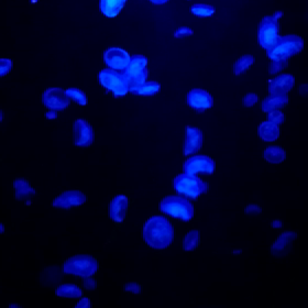 アクアマリンふくしま-3の画像