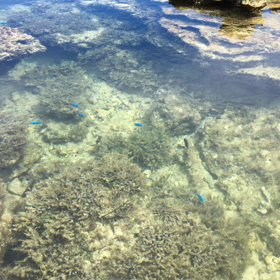 お釈迦様の手のひらの上で自由に泳ぐの画像