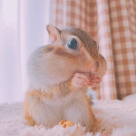 我が家の元気玉さん♪の画像