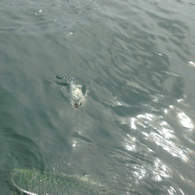 金沢港ボートシーバス釣果 動画の画像