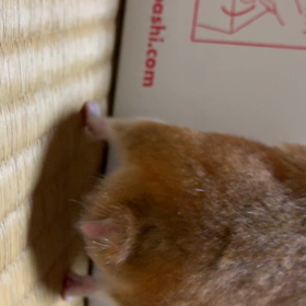 こんばんは＼(^o^)／の画像