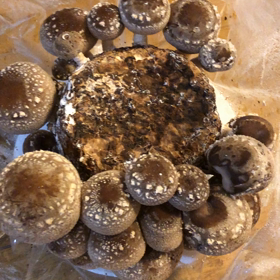 シイタケの健康効果と自給自足の画像